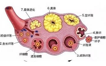 【卵泡】卵泡多大排出_卵泡多大成熟_卵泡发育不好怎么办_吃什么对卵泡发育好