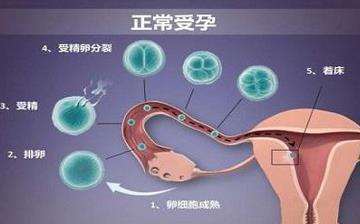 【着床】受精卵着床症状_着床晚是什么原因_着床需要几天_着床出血跟月经的区别