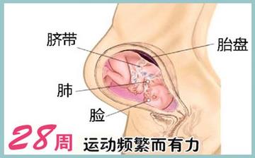 【怀孕28周】怀孕28周症状_怀孕28周胎儿变化_妈妈状态_怀孕28周注意事项