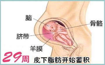 【怀孕29周】怀孕29周症状_怀孕29周胎儿变化_妈妈状态_怀孕29周注意事项