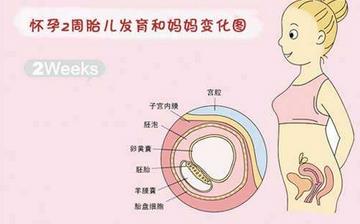 【怀孕2周】早孕2周症状_怀孕2周胎儿图片_怀孕2周吃什么补身体