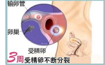 【怀孕3周】早孕3周症状_怀孕3周胎儿图片_怀孕3周吃什么补身体