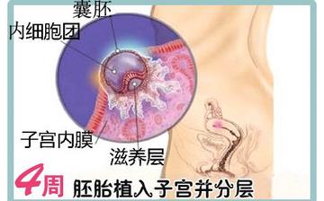 【怀孕4周】早孕4周症状_怀孕4周胎儿图片_怀孕4周吃什么补身体