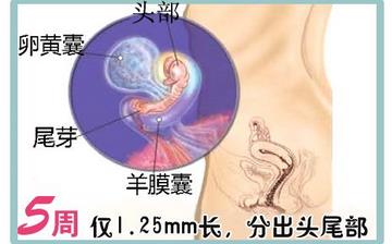 【怀孕5周】早孕5周症状_怀孕5周胎儿图片_怀孕5周吃什么补身体