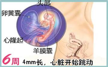 【怀孕6周】早孕6周症状_怀孕6周胎儿图片_怀孕6周吃什么补身体