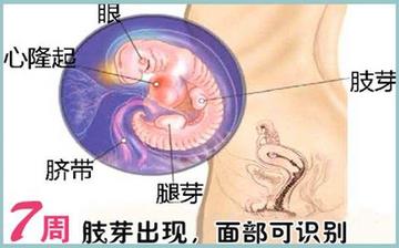 【怀孕7周】早孕7周症状_怀孕7周胎儿图片_怀孕7周吃什么补身体