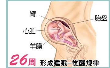 【怀孕26周】怀孕26周症状_怀孕26周胎儿变化_妈妈状态_怀孕26周注意事项